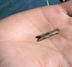 Nuvuk miniature harpoon head