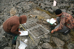 Nally Weetaluktuk et Andrew Epoo collectant des éclats d’un amas de la zone 1 sur la carrière de siltstone du site IcGn-8