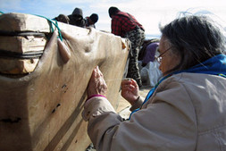 Nellie Nastapoka ferme les derniers trous à l'aiguille. On voit en arrière-plan Josephie Nalukturuk, Daniellie Inukpuk, Johnny Kasudluak et Daniel Oweetaluktuk Kasudluak. (photo de Nancy Palliser)