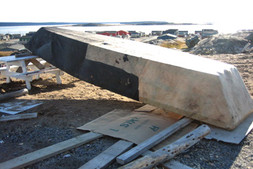 L'umiaq en peau de phoque sèche avant d'être mis à l'eau (photo de Nancy Palliser)