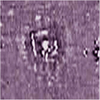Exemple d’application du magnétomètre-gradiomètre sur un site des Tunica (Mississippi). L’image présente les tranchées (en blanc) d’une habitation (source : NADAG). 