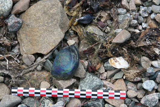 Fragment de contenant en verre ancien reposant sur la plage, Fort Richmond (HaGb-11), été 2010. Photo : Andrew Papigatuk