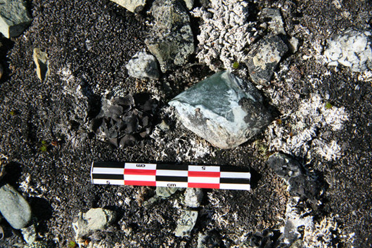 Herminette en néphrite découverte sur un site paléoesquimau près d’une source de néphrite, île cape Smith, été 2010. 