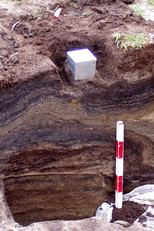 Extraction of samples for geomorphological study; view of stratigraphy, Tayara site, Summer 2003